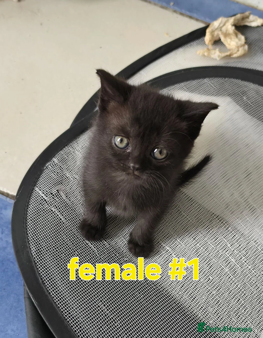 Mixed Breed cats for sale: Mixed breed kittens from British Shorthair mother - Advert 2