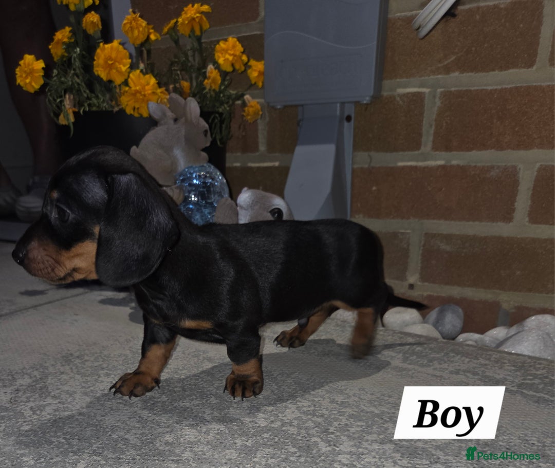 Miniature Dachshund dogs for sale: Kc registered quality mini dachshund puppies - Image 21