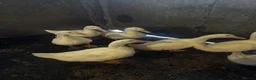 Ducks poultry for sale: Young drakes, Cherry Valley, Welsh Harlequin - Advert 4