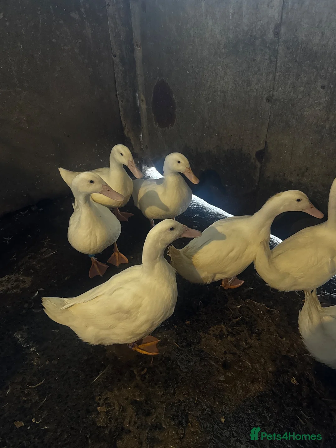 Ducks poultry for sale: Young drakes, Cherry Valley, Welsh Harlequin - Advert 4