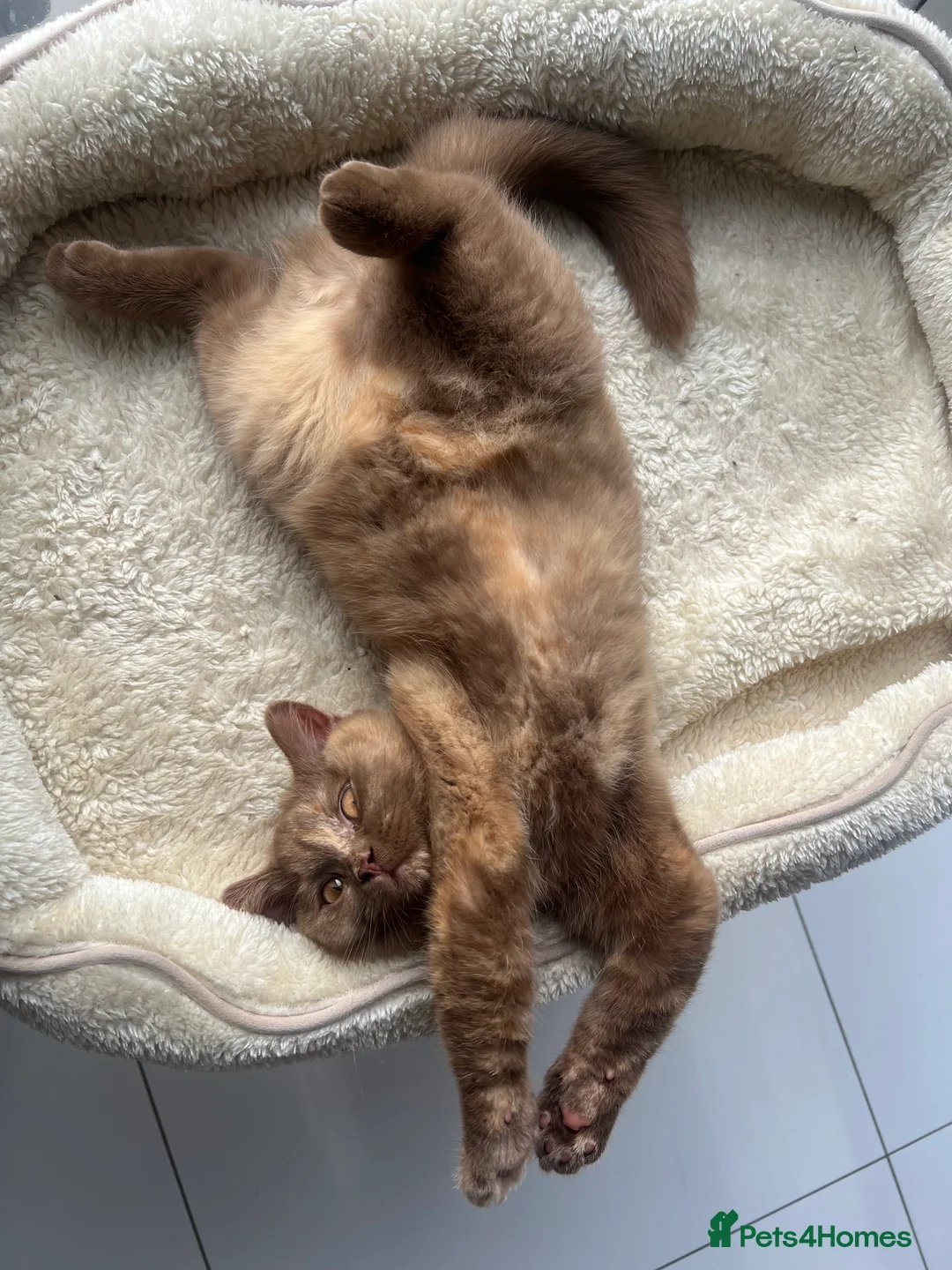 British Shorthair cats for sale: Cinnamon tortie British long hair female - Advert 9