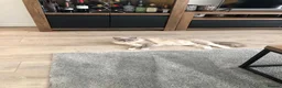 Ragdoll cats for sale: TICA REGISTERED RAGDOLL KITTENS - Advert 23