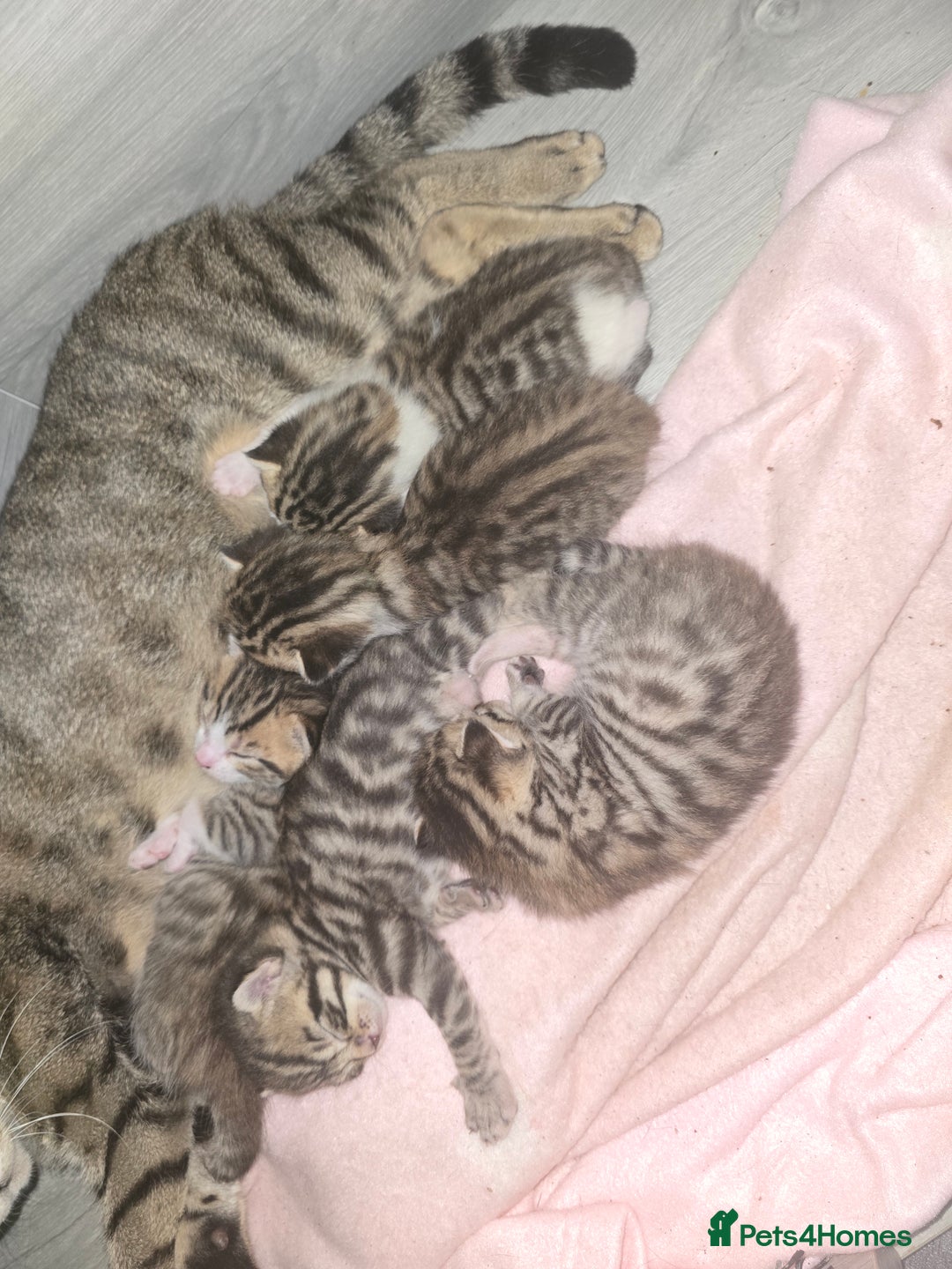 Bengal cats for sale: Bengal x kittens  - Image 7