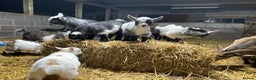 Goats livestock for sale: Pedigree Registered Pygmy Goat Kids - Advert 2