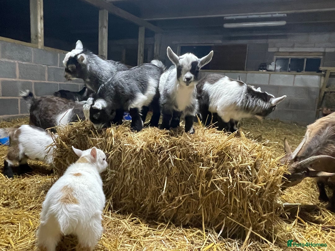 Goats livestock for sale: Pedigree Registered Pygmy Goat Kids - Advert 2