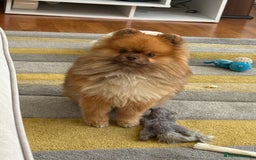 Pomeranian dogs for sale: Louis - Advert 8