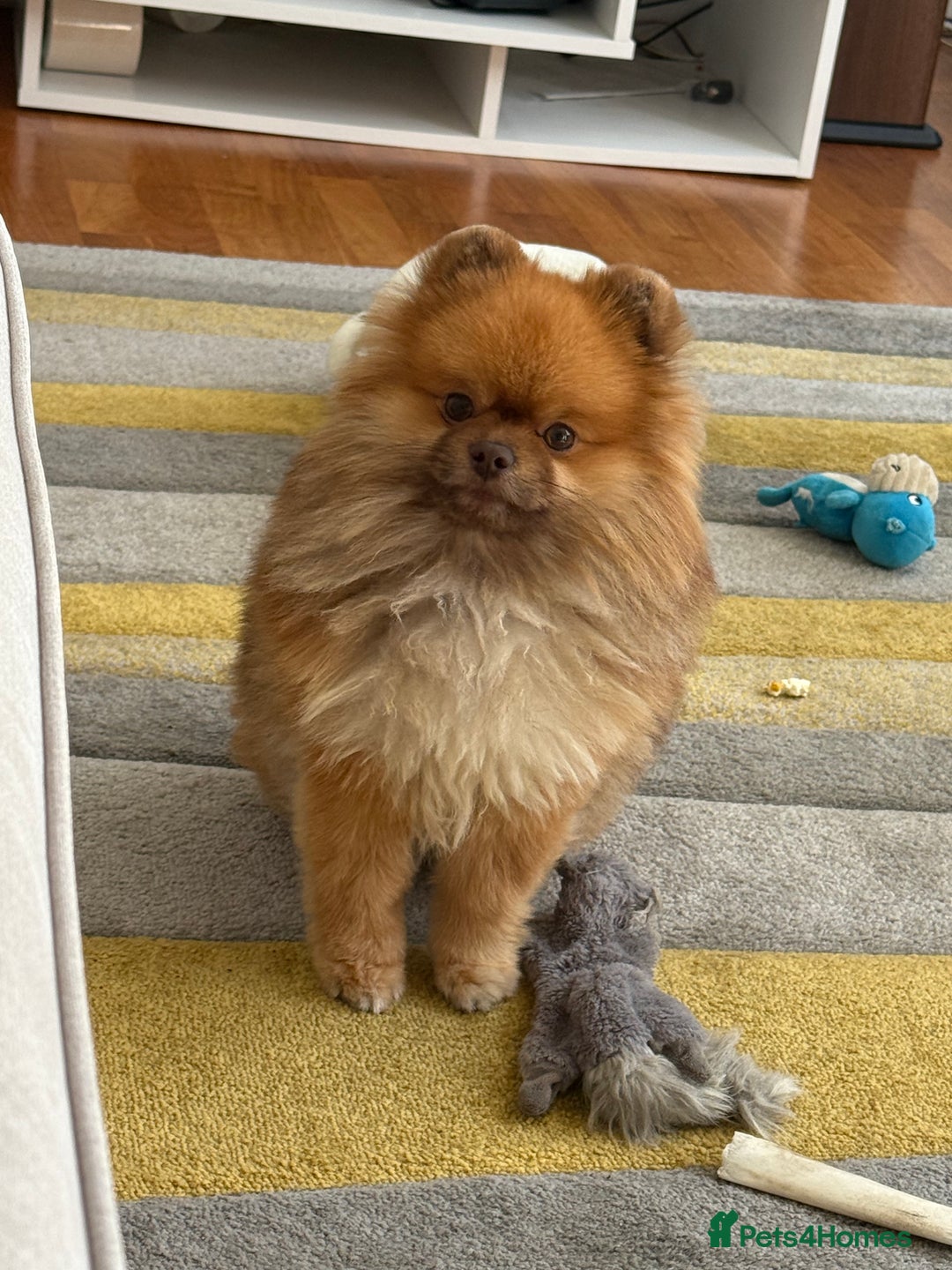 Pomeranian dogs for sale: Louis - Advert 8