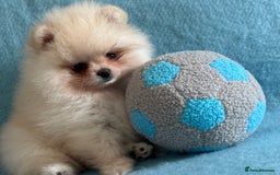 Pomeranian dogs for sale: Male Pomeranian  - Image 2
