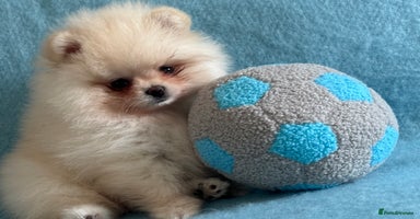 Pomeranian dogs - Advert 12