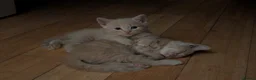 Domestic Shorthair cats for sale: Adorable, Loving Kittens Ready to Join Your Family in London - Advert 4