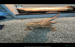 Bearded Dragon reptiles for sale: Bearded dragon  in Newcastle upon Tyne - Image 1