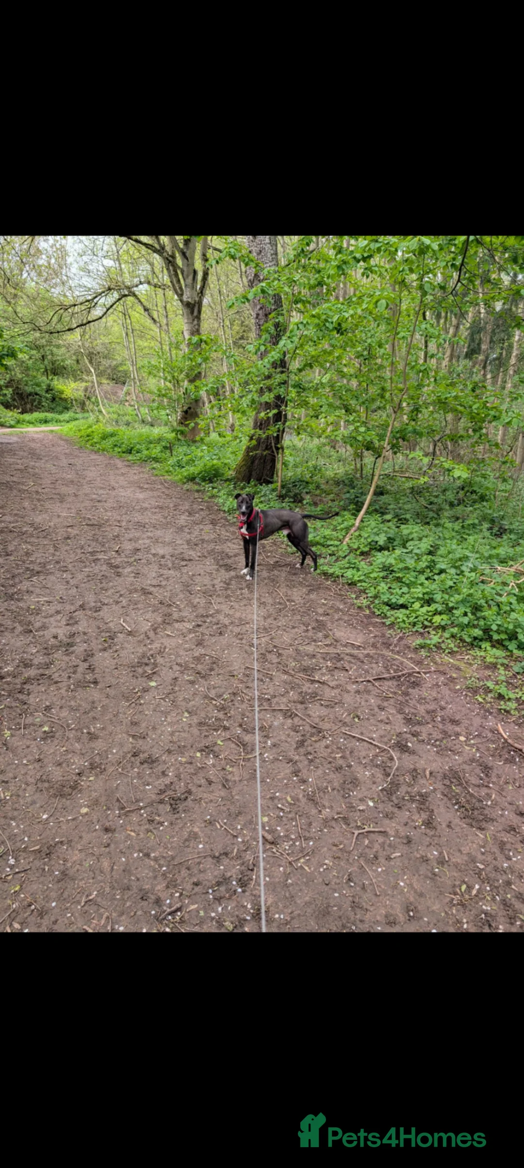Mixed Breed dogs for sale: Lurcher male in Lichfield - Advert 2