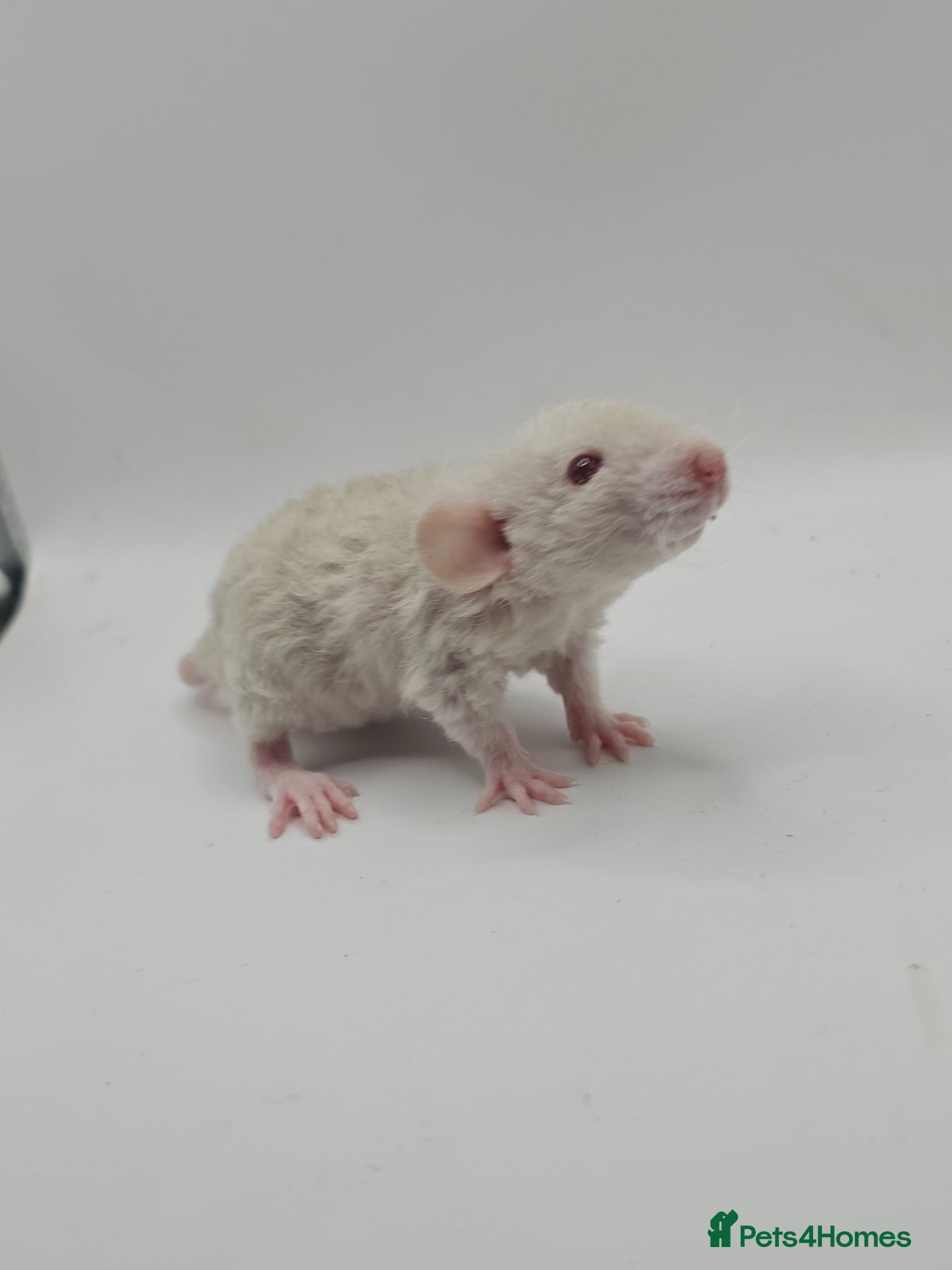 Rat rodents Baby Dumbo Rats ~ Double Rex - Advert 12