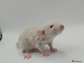 Rat rodents Baby Dumbo Rats ~ Double Rex - Advert 13