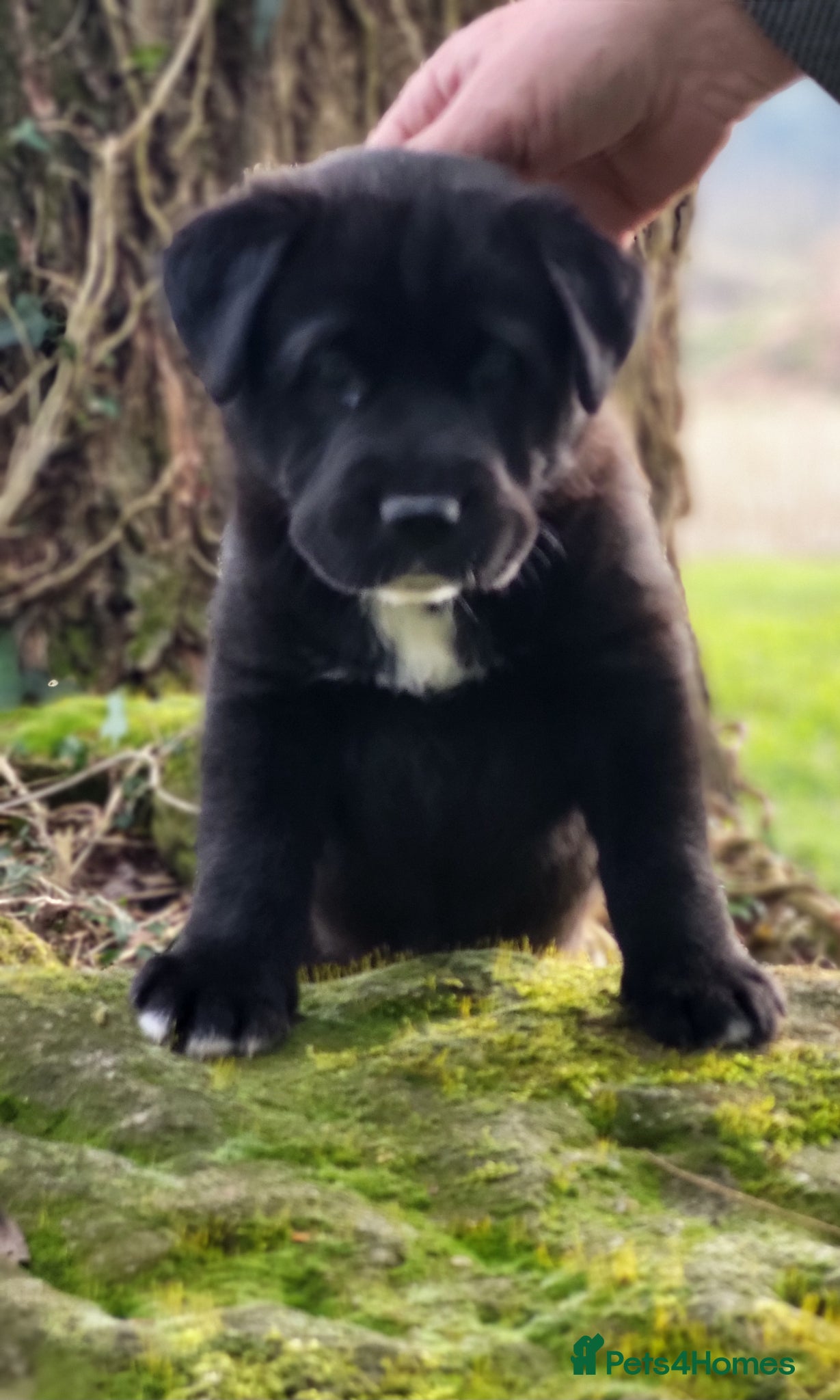 Mixed Breed dogs 3 stunning Hybrid cane corso pups.  - Advert 1