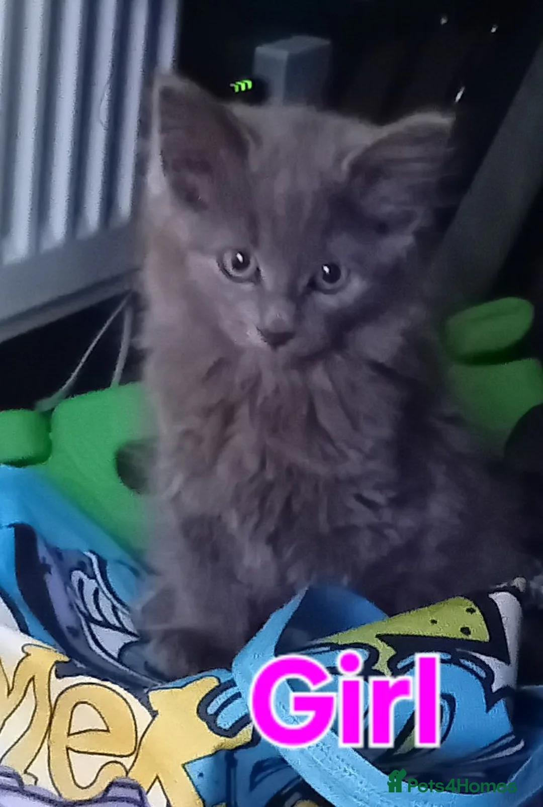 Norwegian Forest Cat cats for sale: Norwegian Forest Cat x Russian Blue Kittens - Advert 6