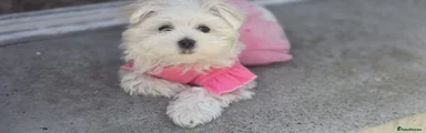 Maltese 1