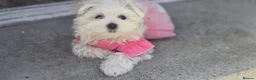 Maltese dogs for sale: Beautiful miniature female - Advert 15