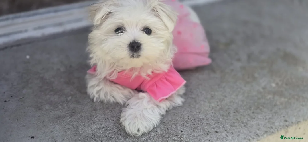 Maltese dogs for sale: Beautiful miniature female - Advert 15