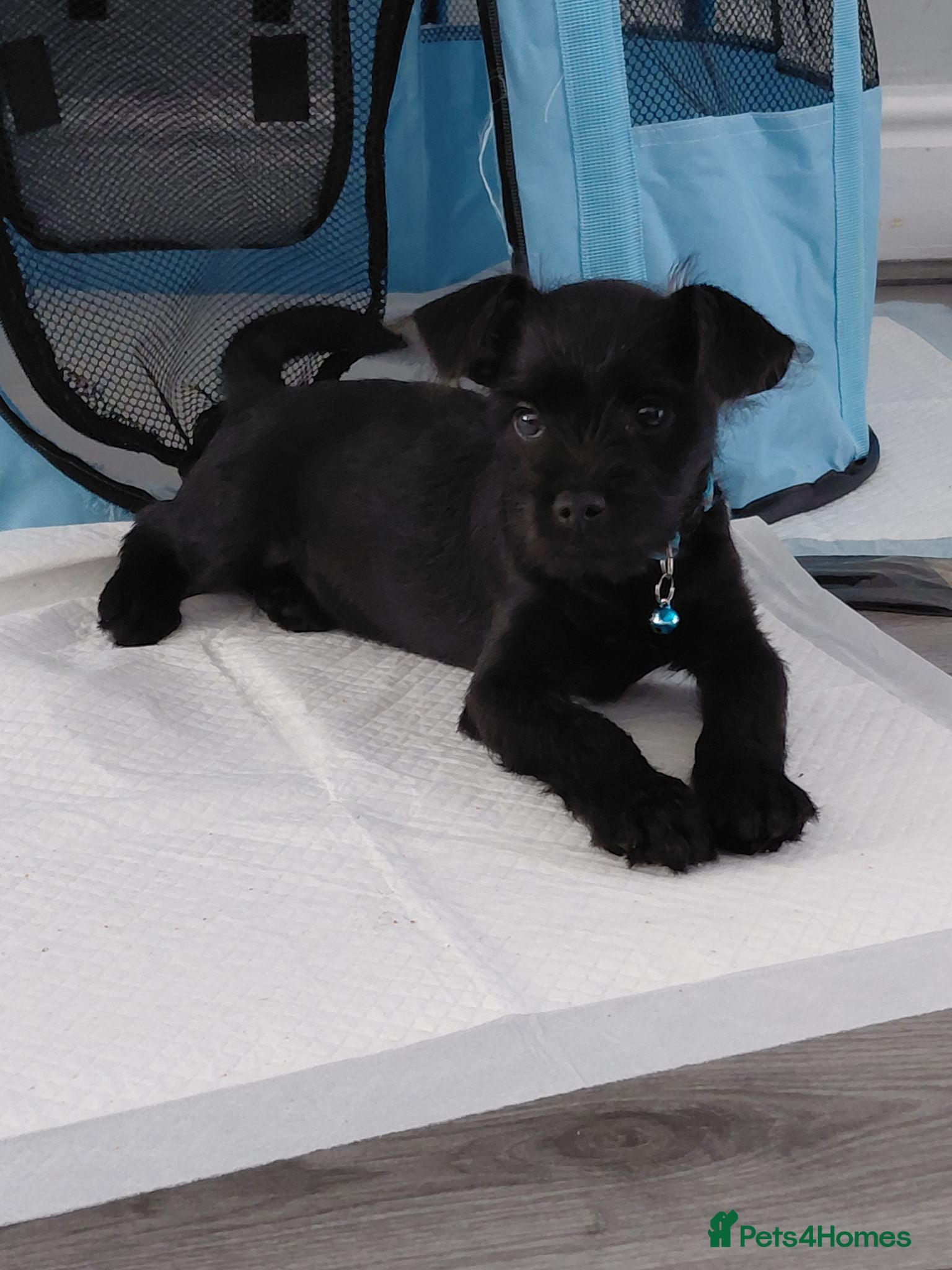 Mixed Breed dogs Pugapoo puppy - Advert 9