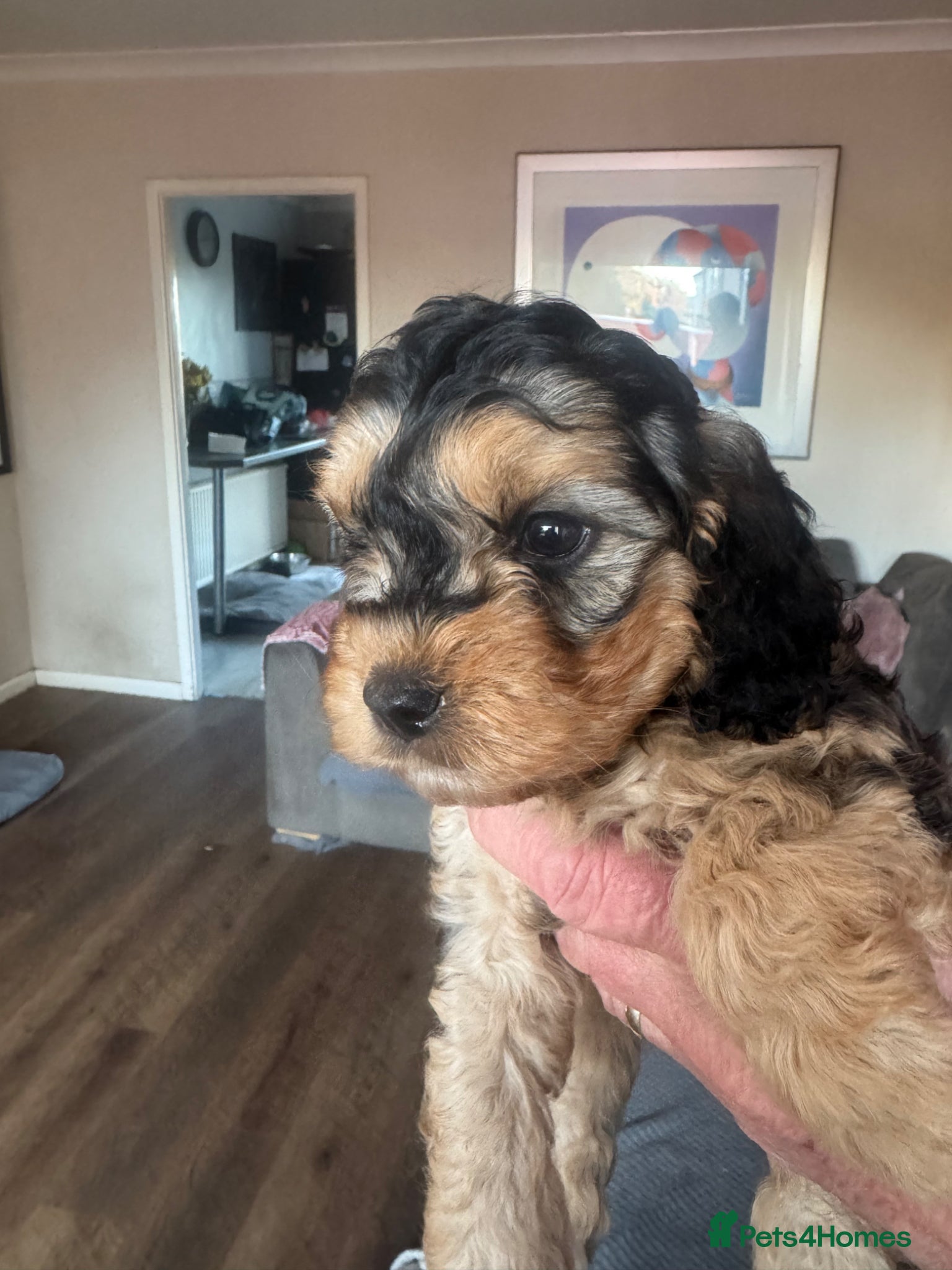 Cockapoo dogs Cockapoo Puppies - Advert 5