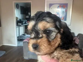 Cockapoo dogs Cockapoo Puppies - Advert 5