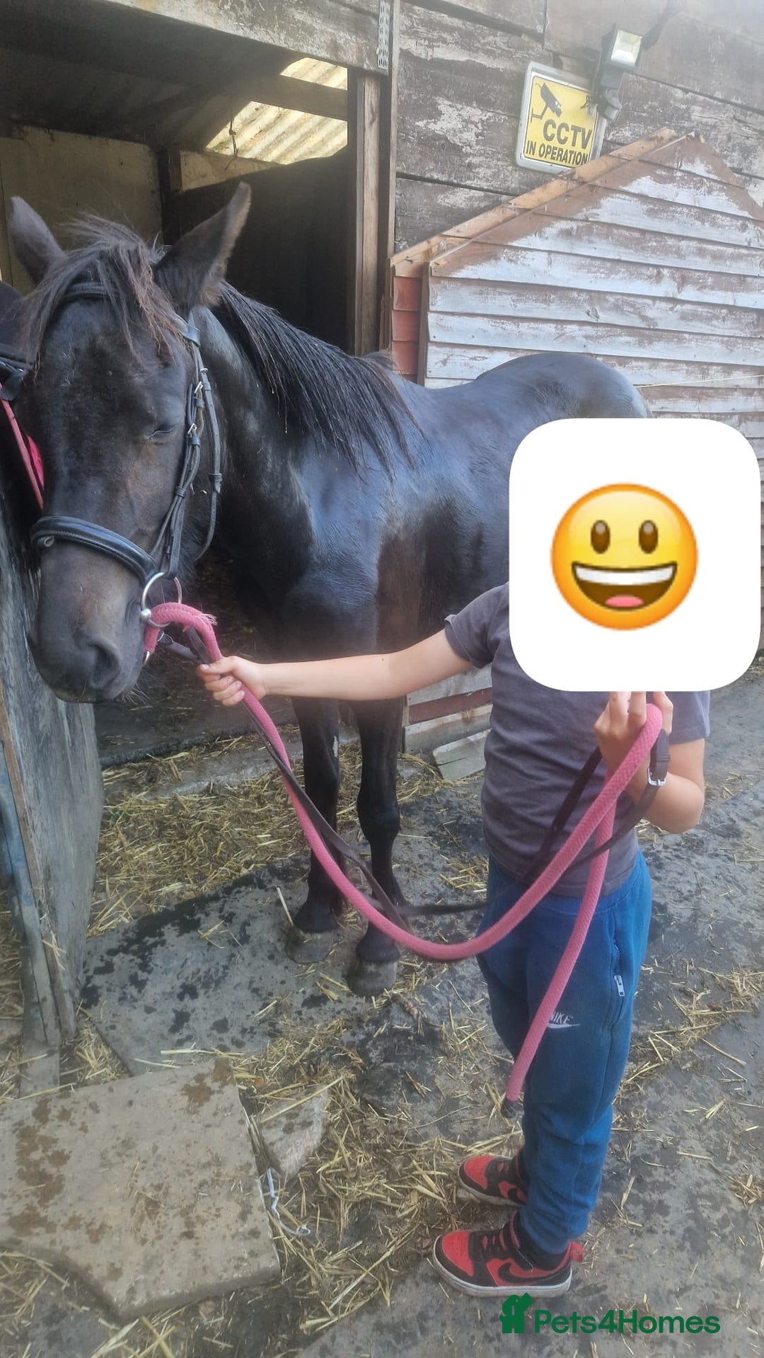 Other Breed horses for sale: Cob X filly - Image 2