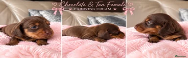 Chocolate & Tan female 