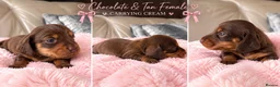 Miniature Dachshund dogs for sale: Exquisite mini L/H chocolate/cream 5* licensed  - Advert 5