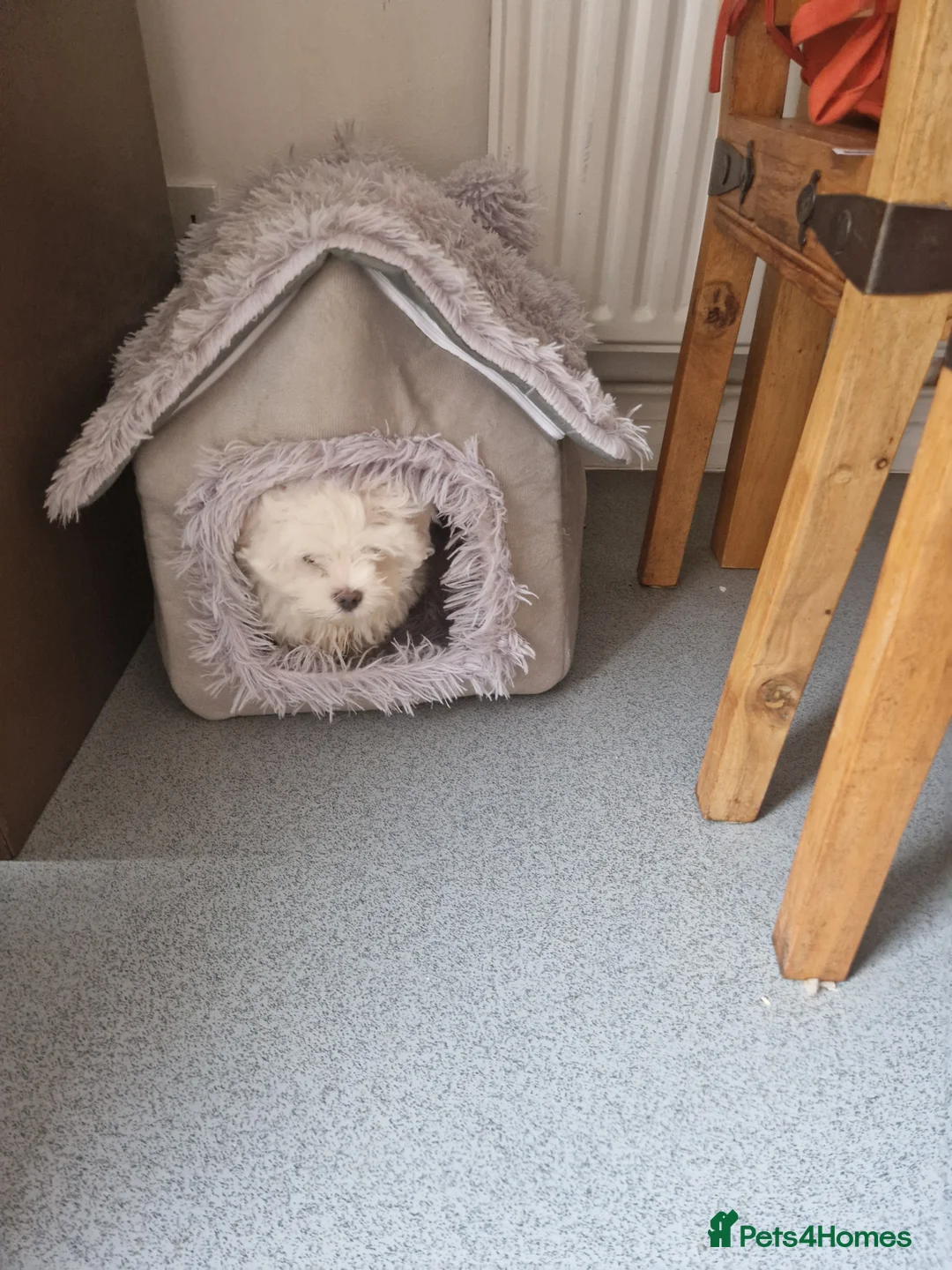 Maltese dogs for sale: Maltese toybreed - Advert 4