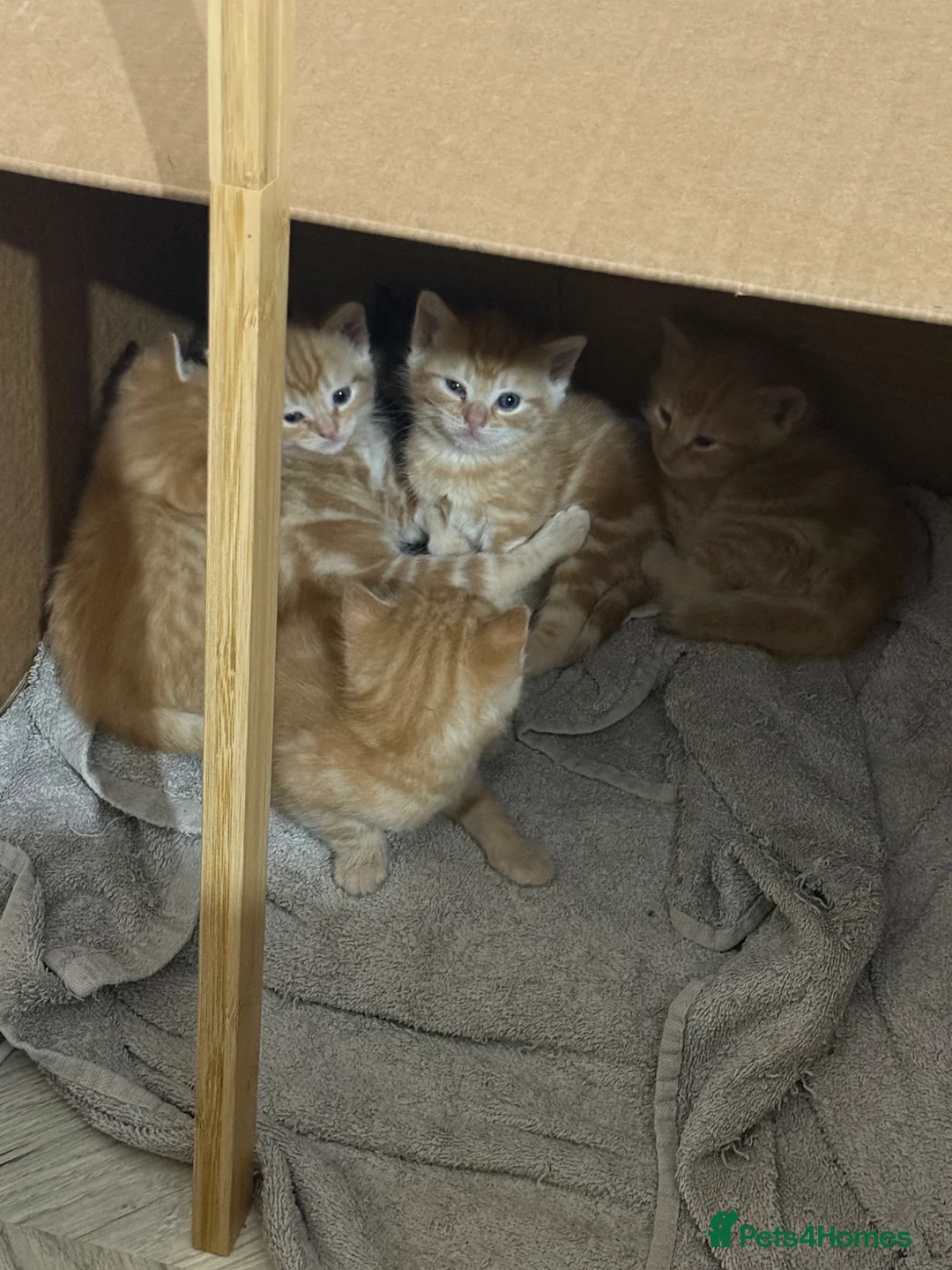 Mixed Breed cats for sale: KITTENS READY ON 10th MAY in Woodbridge - Advert 11