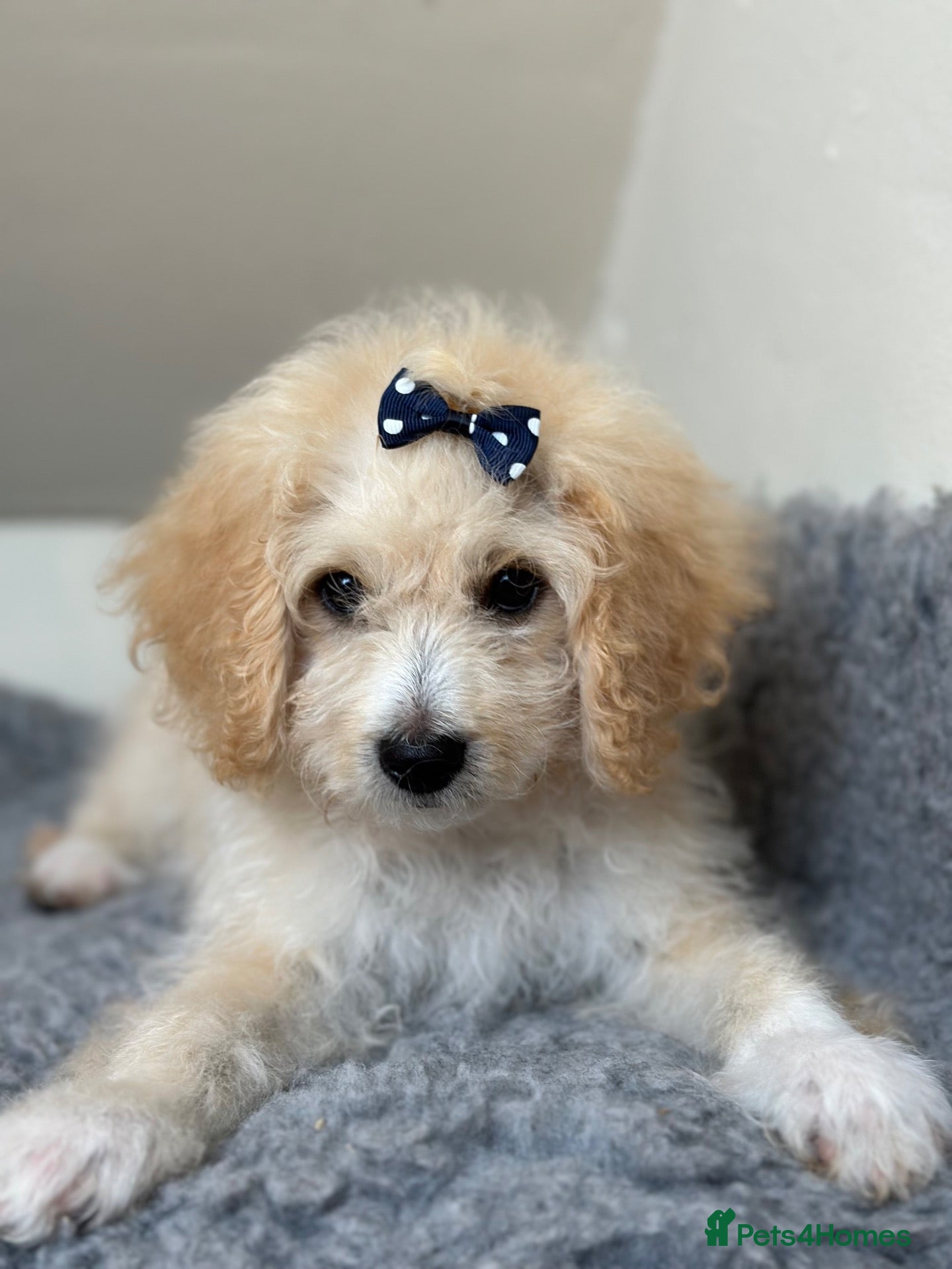 Maltipoo dogs 7 precious puppies looking for their forever homes - Advert 3
