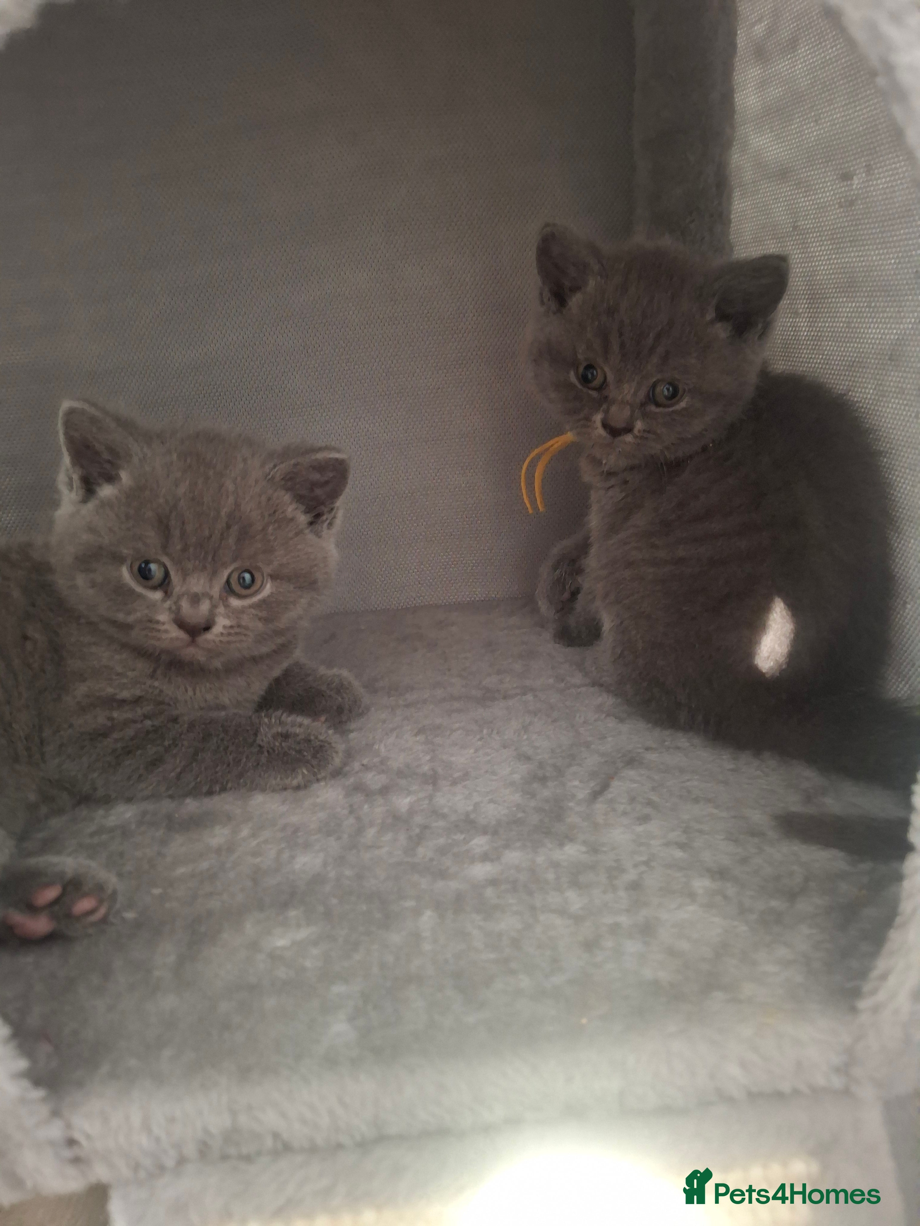 British Shorthair cats 4 BSH LOOKING FOR FOREVER HOMES - Advert 2