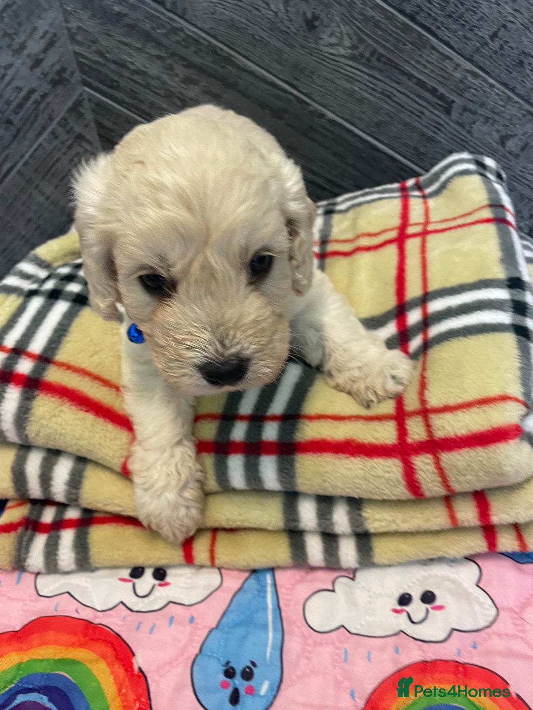 Cockapoo dogs for sale: Cockapoo puppies F1  - Image 3