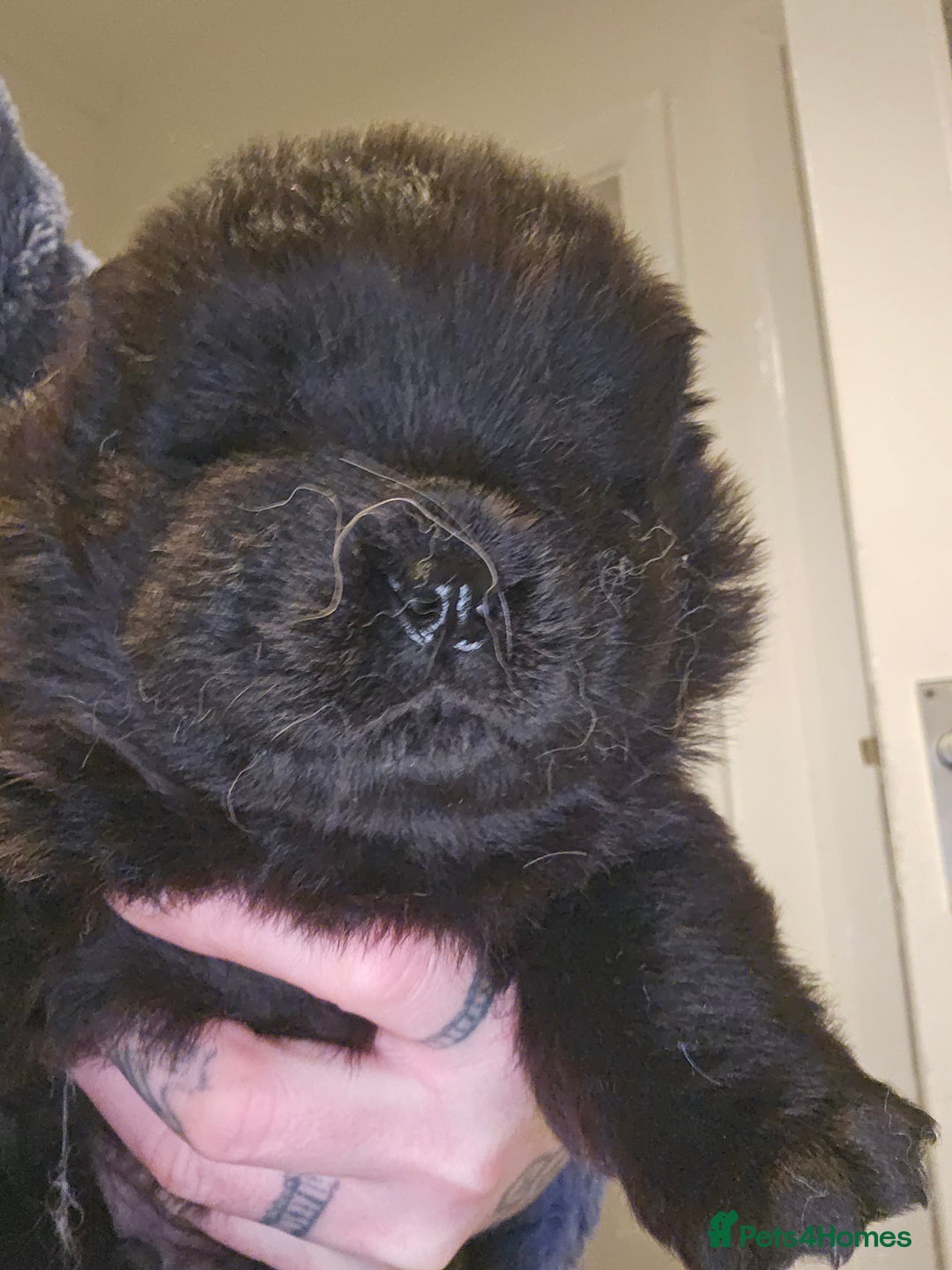 Chow Chow dogs for sale: Chow chow puppies - Advert 2