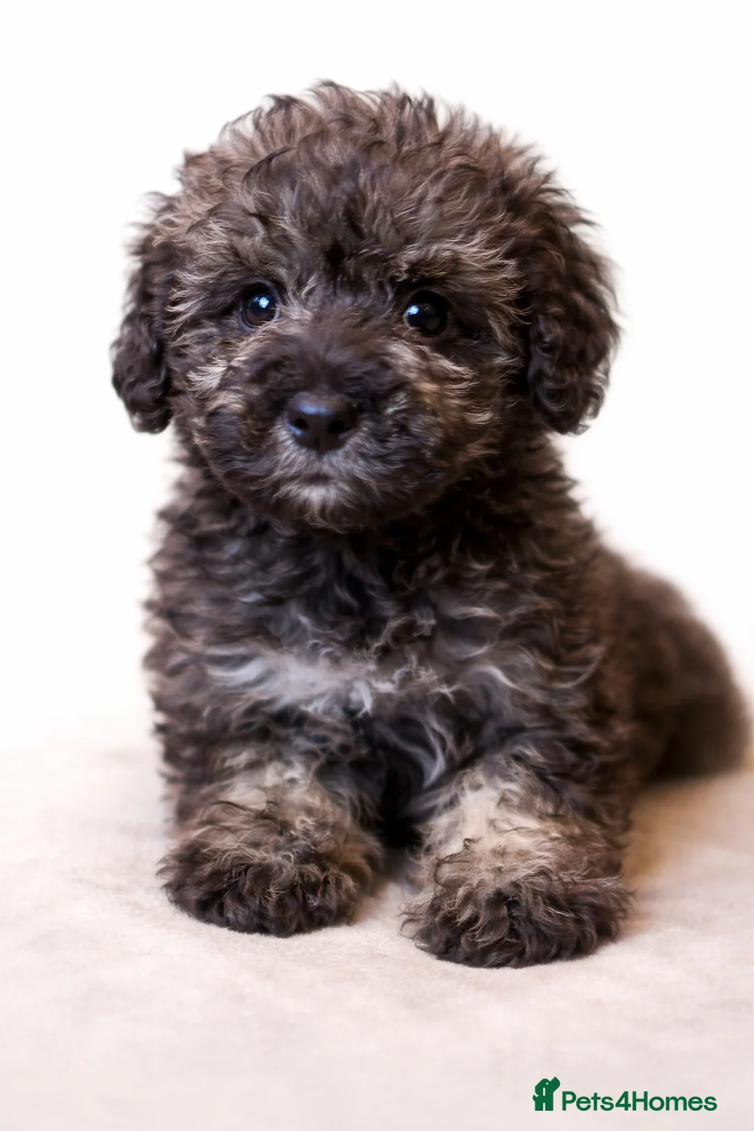 Schnoodle dogs for sale: One Last Male Rare Toy Schnoodle - Advert 1