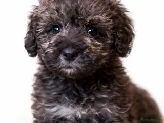 Schnoodle dogs One Last Male Rare Toy Schnoodle - Advert 1