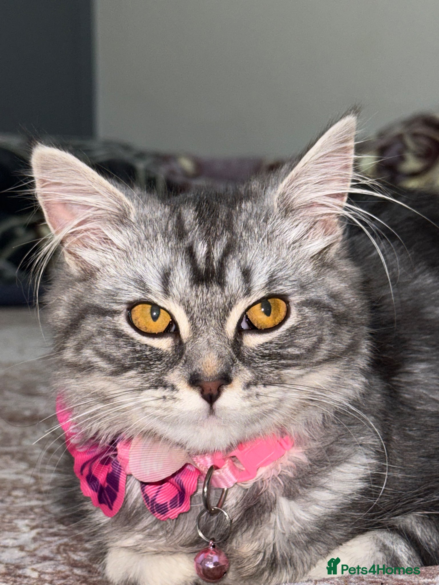 Maine Coon cats My lovely friend is here for sales  - Advert 2
