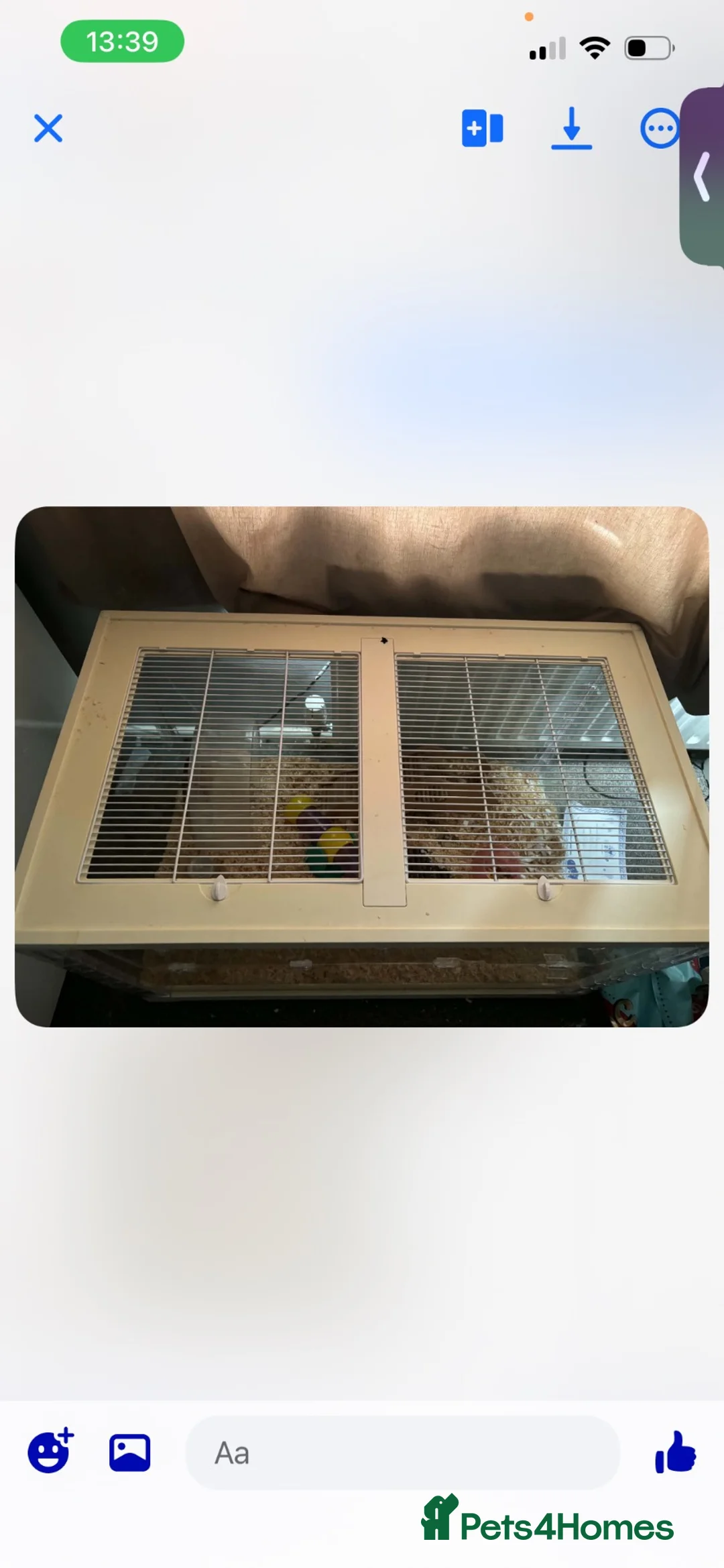 Hamster rodents for sale: Syrian hamster  - Advert 5