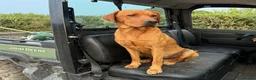 Labrador Retriever dogs for sale: Beautiful KC registered fox red Labrador puppies - Advert 2