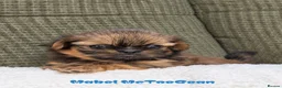 Shih Tzu dogs for sale: Clan of beautiful Shih tzu Toebeans  - Advert 14