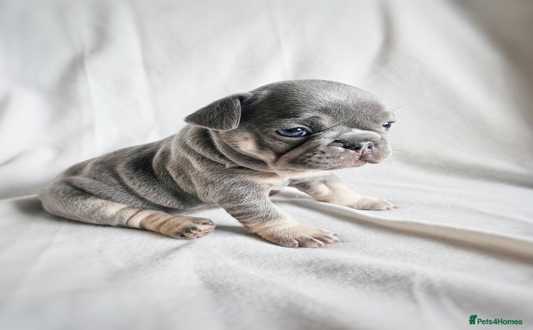 French Bulldog dogs - Advert 1