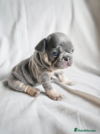 French Bulldog dogs - Advert 1