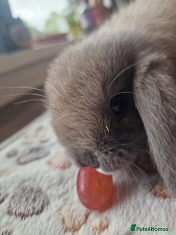 Mini Lop rabbits - Advert 7