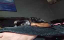 Dachshund dogs for sale: Miss Abby - Image 4