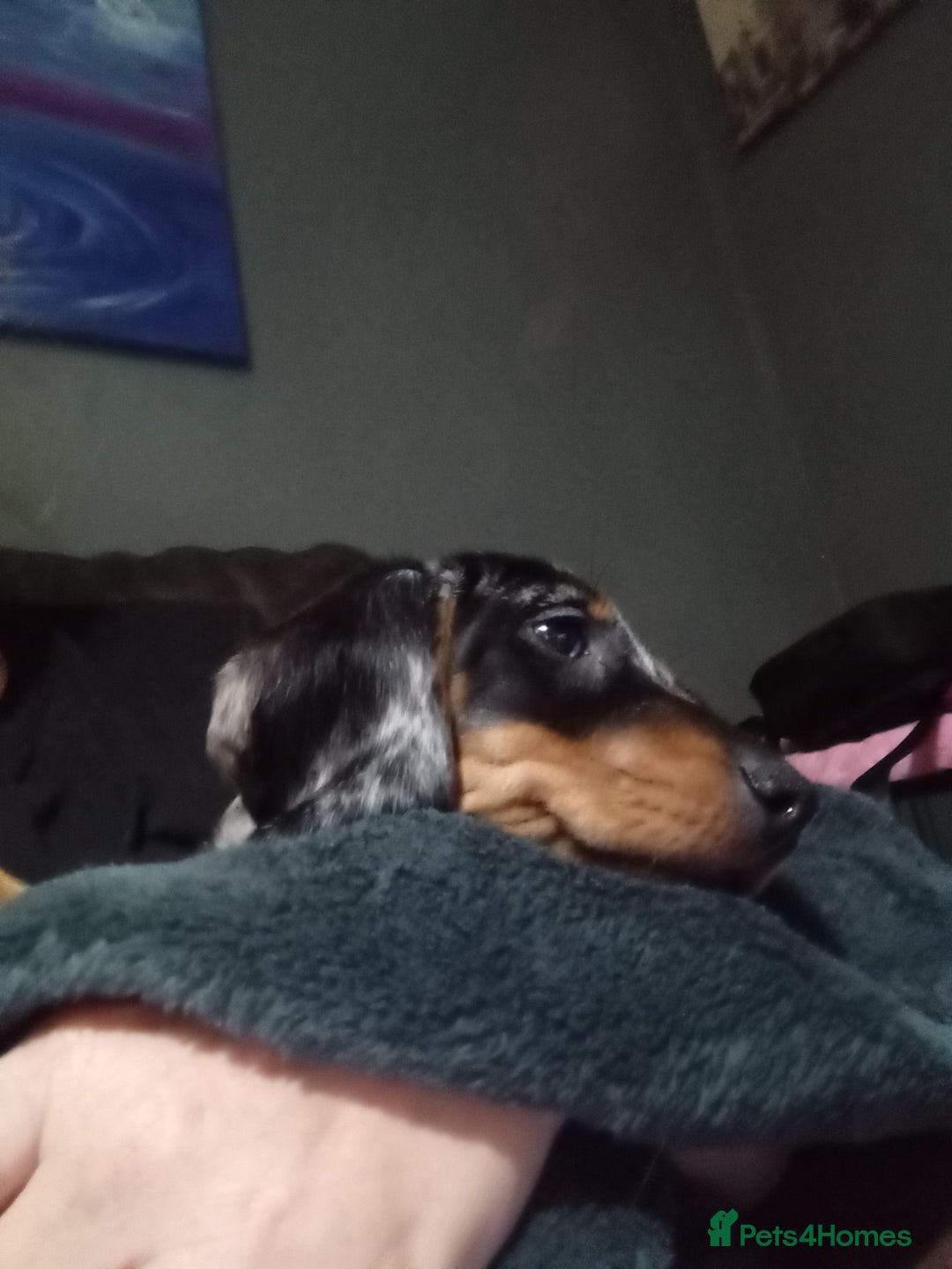Dachshund dogs for sale: Miss Abby - Image 4