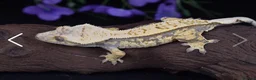 Gecko reptiles for sale: White Lilly Gecko & Set up - Advert 4