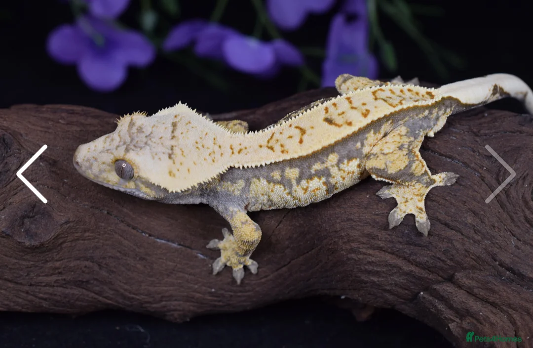 Gecko reptiles for sale: White Lilly Gecko & Set up - Advert 4