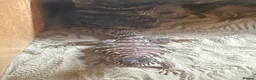 Lizard reptiles for sale: Uromastyx ornata in Southampton - Advert 7