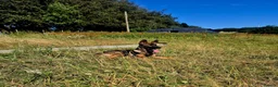 German Shepherd dogs for sale: Working-Line German Shepherd Bitch – 24 Weeks in Blackwood - Advert 5